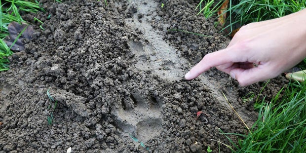 Jagd auf Phantom- Tiger bei Paris