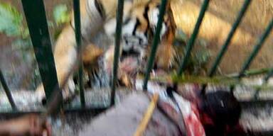 Zoobesucher von Tiger in Stücke gerissen