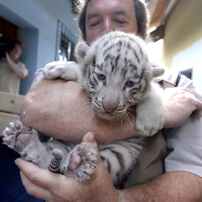 Herziger Nachwuchs Lali, Lela, Lila, Lulu und Obama