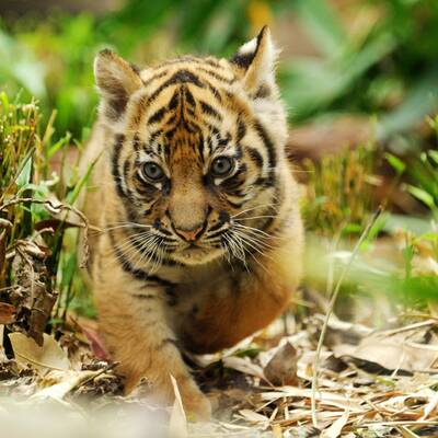 Tiger-Babys auf erster Erkundungstour