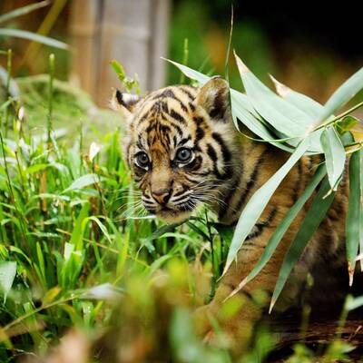 Tiger-Babys auf erster Erkundungstour