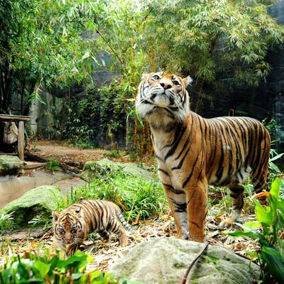 Tiger-Babys auf erster Erkundungstour