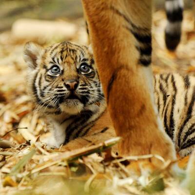 Tiger-Babys auf erster Erkundungstour
