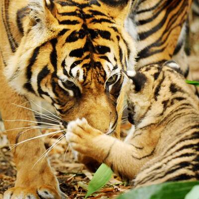 Tiger-Babys auf erster Erkundungstour