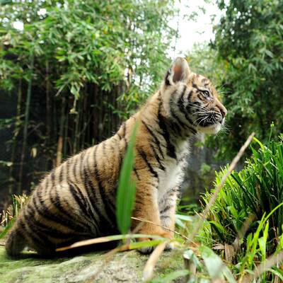 Tiger-Babys auf erster Erkundungstour