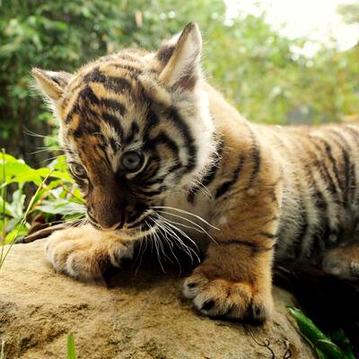 Tiger-Babys auf erster Erkundungstour