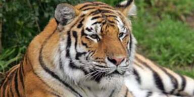 Entlaufener Tiger in den USA tötete Zoobesucher