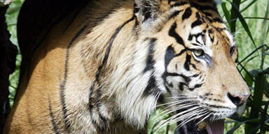 tiger