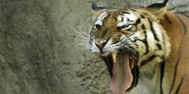 tiger_reuters