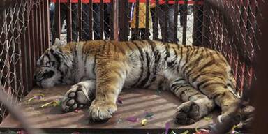 Tigerknochen zu Potenzmittel verarbeitet