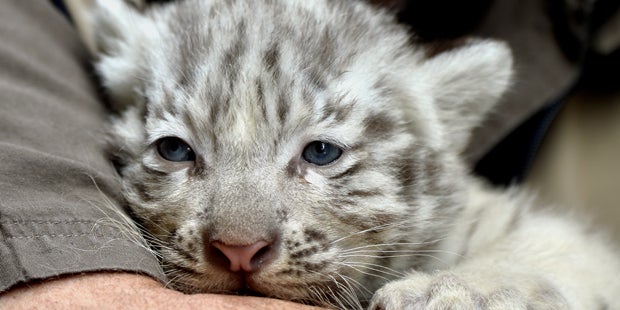 Tigerbabys Weißer Zoo