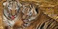 Tigerbabys