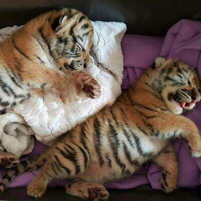 Der große oe24-Jahresrückblick 