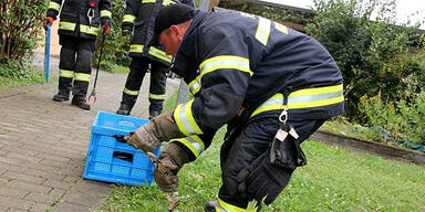 Mann fängt Tigerpython in Oberösterreich