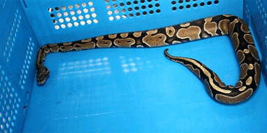 Mann fängt Tigerpython in Oberösterreich