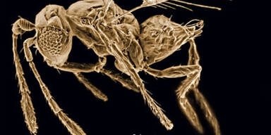 Die 10 skurrilsten neu entdeckten Tiere