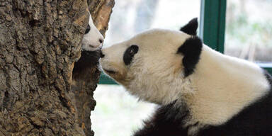 Star-Panda Fu Bao mit Mama Yang Yang