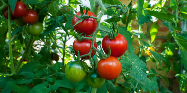 Tomaten