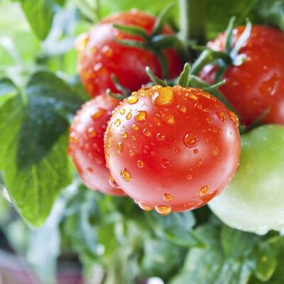 Austern haben einen hohen Anteil von Zink. Zink moduliert das bei Allergien fehlgeleitete Immunsystem.