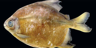 Forscher entdeckten vegetarische Piranhas 