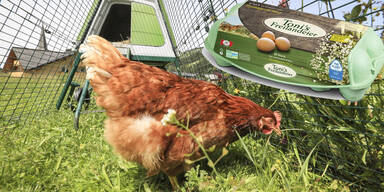 Rewe kauft Marke Toni's Freilandeier