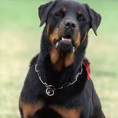 9. - Rottweiler