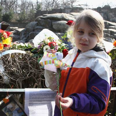 Berlin trauert um Eisbär Knut