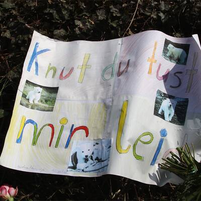 Berlin trauert um Eisbär Knut