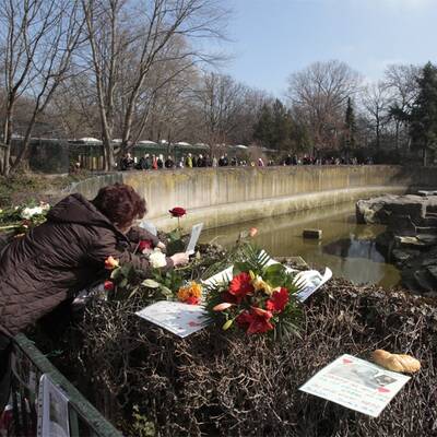 Berlin trauert um Eisbär Knut