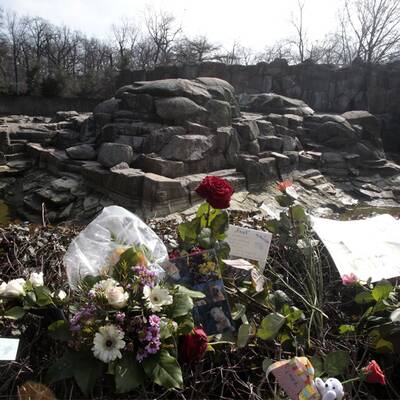 Berlin trauert um Eisbär Knut