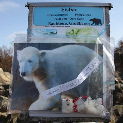 Berlin trauert um Eisbär Knut