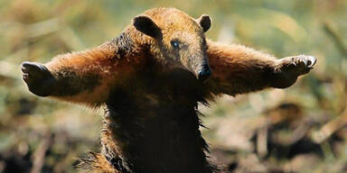 Die Wahrheit &uuml;ber das Schock-Foto