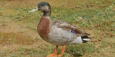 Die einsamste Ente der Welt ist tot