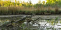 Trockenheit in der Lobau