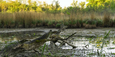 Trockenheit in der Lobau