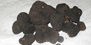 Trüffel brachten Wiener in Kroatien vor Gericht