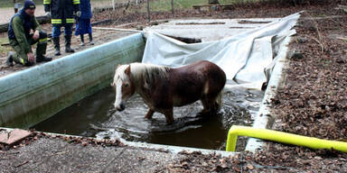 Feuerwehr rettete Pferd aus Swimmingpool