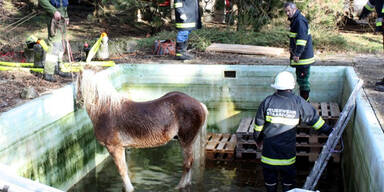 Feuerwehr rettete Pferd aus Swimmingpool