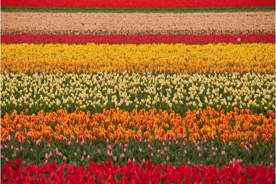 Stockerau wird Neu-Amsterdam: Niederlande in Niederösterreich