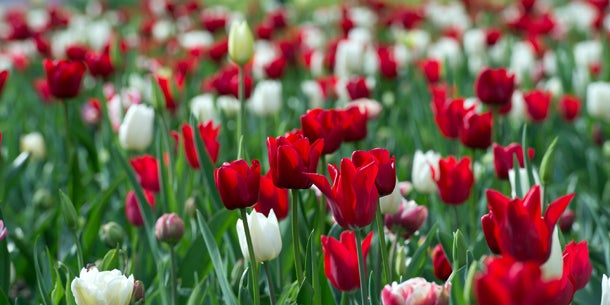 Sahara-Sturm über Österreich