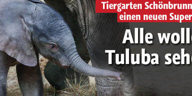 Alle wollen Tuluba sehen