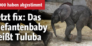 Wiener Elefantenbaby heißt Tuluba