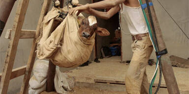 Vier Tote bei Einsturz von Schmuggel-Tunnel