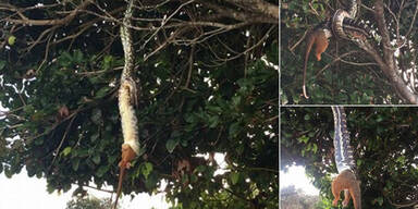 Python verspeist Beutelratte kopfüber