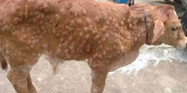 Neue LSD-Seuche l&auml;sst Rinder SO aussehen
