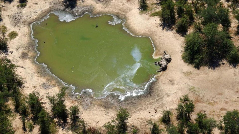 Hunderte Kadaver! Mysteriöses Elefanten-Sterben in Botswana
