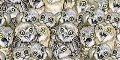 Internet verzweifelt: Wo versteckt sich hier eine Katze?