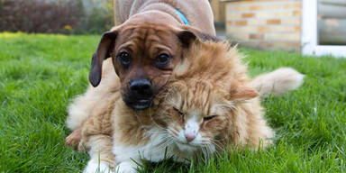 Dickste Katze der Welt bekommt Trainer