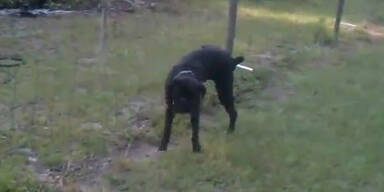 Schock: Hund pinkelt an einen Elektrozaun