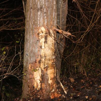 Der junge Mann fuhr ohne Schein